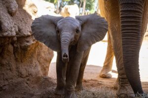 Makena, la primera cría de elefante nacida en Bioparc Valencia, cumple 5 meses